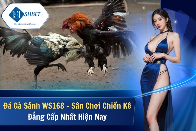 Đá Gà Sảnh WS168 - Sân Chơi Chiến Kê Đẳng Cấp Nhất Hiện Nay Đá Gà Sảnh WS168